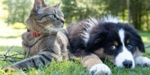 A Dog & Cat Laying in the Grass - Family Pet Benefits