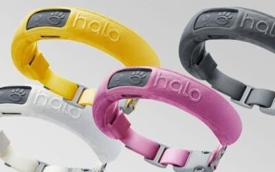 Halo Collar 3 Review: GPS Dog Fence Evaluation