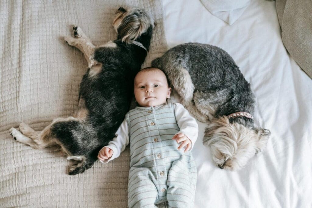 Young Child & Sleeping Morkies - Great Family Pets