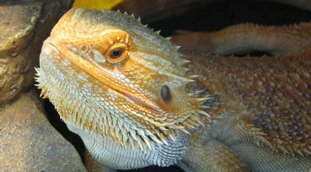 Bearded Dragon Lifespan Unveiled