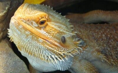 Bearded Dragon Lifespan Unveiled