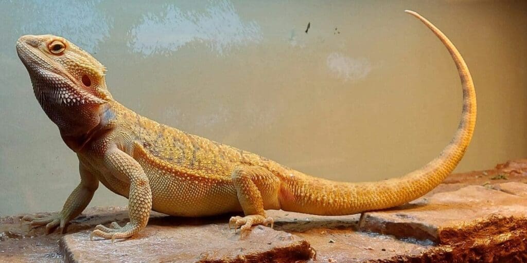 Bearded Dragon as Your Pet