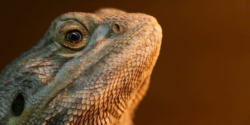 Bearded Dragon as a Pet