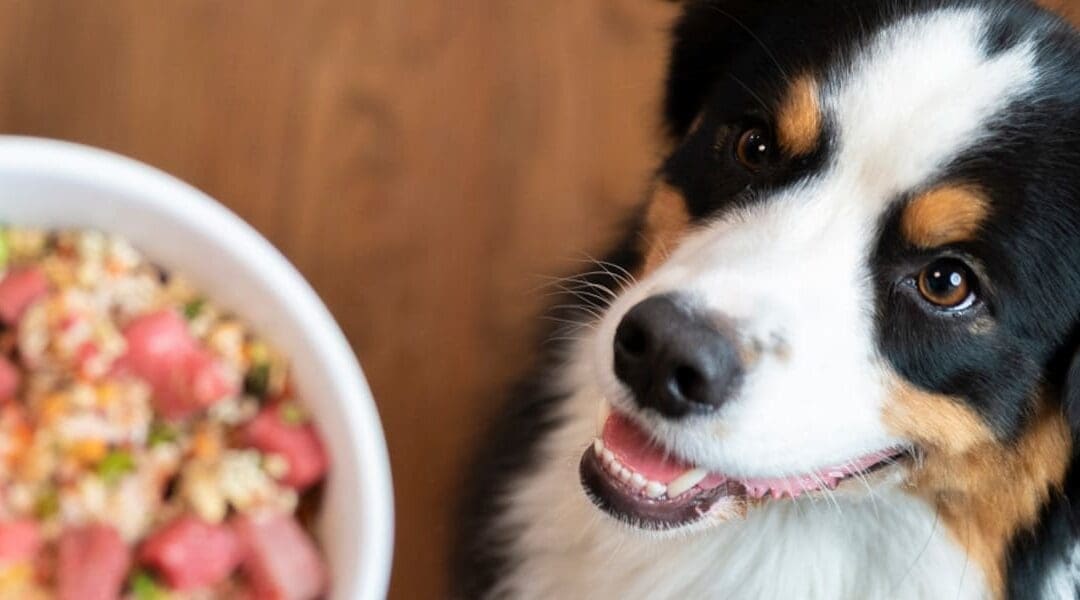 12 Best Dehydrated Dog Foods for Optimal Canine Nutrition