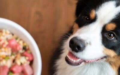 12 Best Dehydrated Dog Foods for Optimal Canine Nutrition