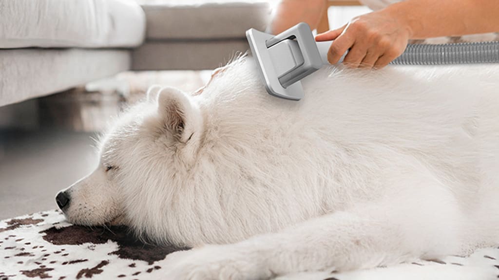 Essential Dog Grooming Tools Every Pet Owner Needs